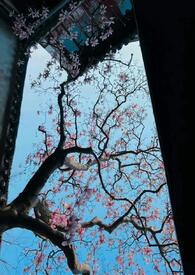 [柯南同人] 米花社长柯学反杀