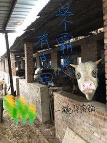 我的伴侣是大象女王